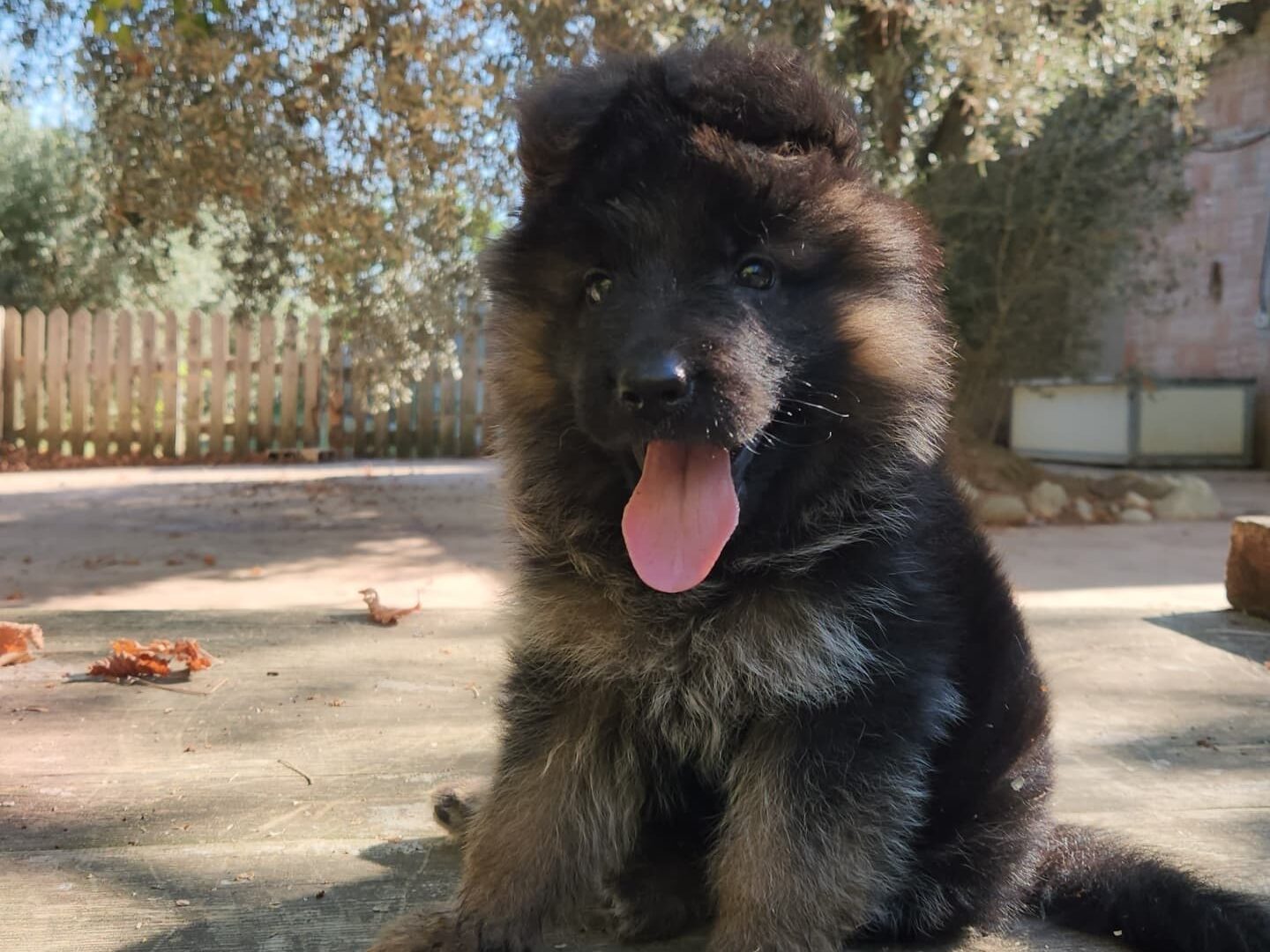 Cucciolo pastore tedesco a pelo lungo