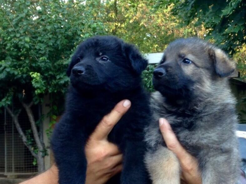 cuccioli pastore tedesco